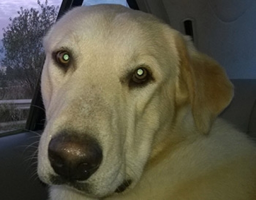 &Chi;ά&theta;&eta;&kappa;&epsilon; &sigma;&tau;&omicron; Ά&nu;&omega; &Sigma;&chi;&omicron;&lambda;ά&rho;&iota;