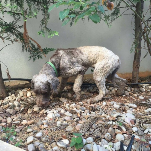 Χάθηκε γκρι αρσενικό σκυλάκι, Λεπτοκαρυά