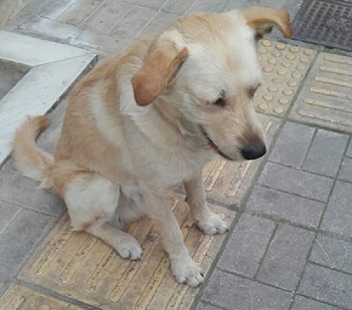 &Chi;ά&theta;&eta;&kappa;&epsilon; &lambda;&epsilon;&upsilon;&kappa;ό &sigma;&kappa;&upsilon;&lambda;ί, &Pi;&epsilon;&iota;&rho;&alpha;&iota;ά&sigmaf;