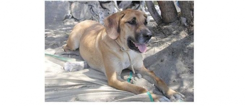 &Chi;ά&theta;&eta;&kappa;&epsilon; &mu;&pi;&epsilon;&zeta; &sigma;&kappa;&upsilon;&lambda;ά&kappa;&iota;, &Beta;&rho;&iota;&lambda;ή&sigma;&sigma;&iota;&alpha;