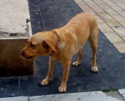 Βρέθηκε Λάμπραντορ, Θεσ/νίκη