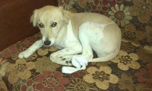 &Chi;ά&theta;&eta;&kappa;&epsilon; ά&sigma;&pi;&rho;&omicron; &mu;&pi;&epsilon;&zeta; &sigma;&kappa;&upsilon;&lambda;ά&kappa;&iota;, &Theta;&epsilon;&sigma;&sigma;&alpha;&lambda;&omicron;&nu;ί&kappa;&eta;