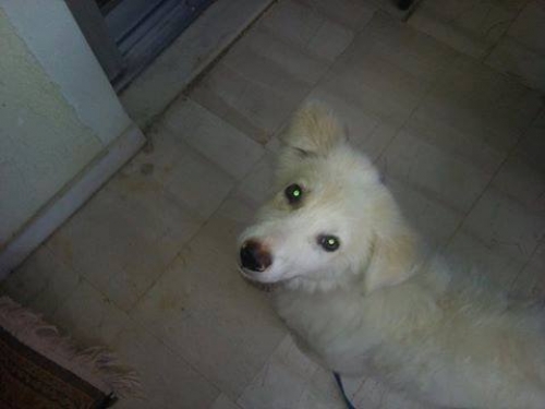 &Chi;ά&theta;&eta;&kappa;&epsilon; &alpha;&rho;&sigma;&epsilon;&nu;&iota;&kappa;ό &lambda;&epsilon;&upsilon;&kappa;ό &sigma;&kappa;&upsilon;&lambda;ά&kappa;&iota;