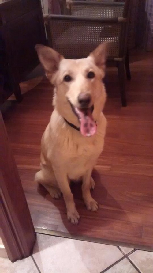 Βρέθηκε μπεζ θηλυκό στο Βύρωνα