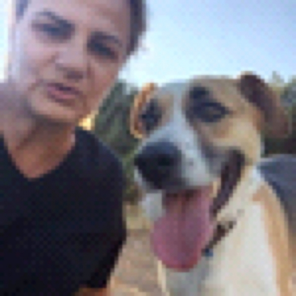 Χάθηκε σκύλος με όνομα Κούμπα στην Φιλοθεη