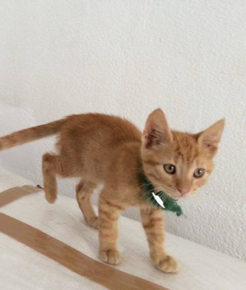 &Chi;ά&theta;&eta;&kappa;&epsilon; &alpha;&rho;&sigma;&epsilon;&nu;&iota;&kappa;ό &gamma;&alpha;&tau;ά&kappa;&iota;, &Kappa;. &Pi;&upsilon;&lambda;&alpha;ί&alpha;