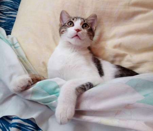 Χάθηκε o γάτος Casper, Σεπόλια-Κολωνός