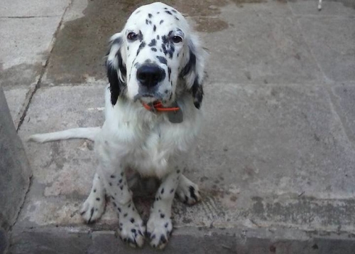 &Chi;ά&theta;&eta;&kappa;&epsilon; ά&sigma;&pi;&rho;&omicron; &mu;&alpha;ύ&rho;&omicron; &Sigma;έ&tau;&tau;&epsilon;&rho;, &Kappa;&omicron;&rho;&omega;&pi;ί