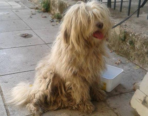 Βρέθηκε μπεζ σκυλάκι, Νίκαια