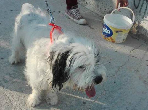 Βρέθηκε ασπρόμαυρο Γκριφόν, Νίκαια