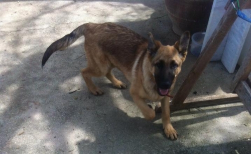 Χάθηκε αρσενικό Λυκόσκυλο, Αρχαία Κόρινθος