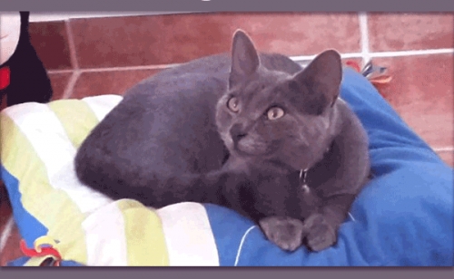 Χάθηκε Γκρι Γάτα, Ζούμπερι