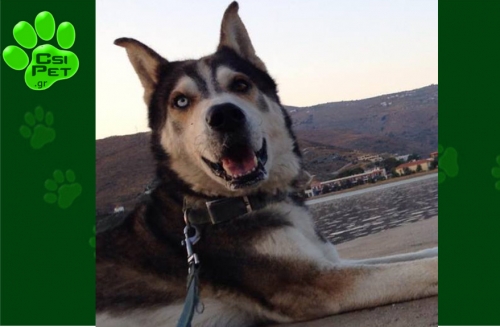 &Chi;ά&theta;&eta;&kappa;&epsilon; &sigma;&kappa;ύ&lambda;&omicron;&sigmaf; &Chi;ά&sigma;&kappa;&upsilon;, &Chi;&alpha;ϊ&delta;ά&rho;&iota;