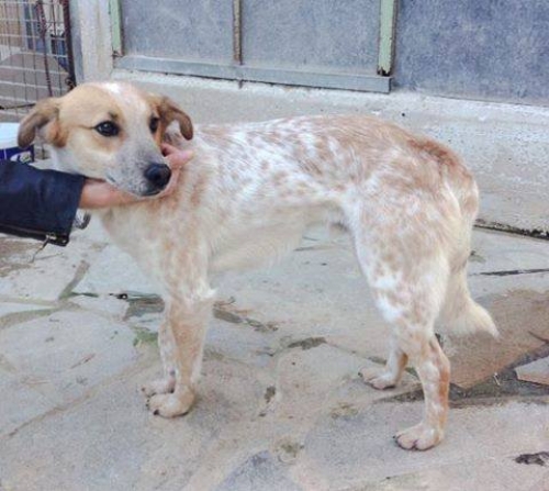 &Chi;ά&theta;&eta;&kappa;&epsilon; ά&sigma;&pi;&rho;&omicron; &kappa;&alpha;&phi;έ &sigma;&kappa;&upsilon;&lambda;ά&kappa;&iota;, &Alpha;&gamma;. &Sigma;&tau;έ&phi;&alpha;&nu;&omicron;&sigmaf;