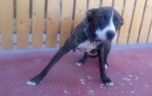 &Beta;&rho;έ&theta;&eta;&kappa;&epsilon; &theta;&eta;&lambda;&upsilon;&kappa;ό &Pi;ί&tau;&mu;&pi;&omicron;&upsilon;&lambda;, &Sigma;&pi;ά&tau;&alpha;