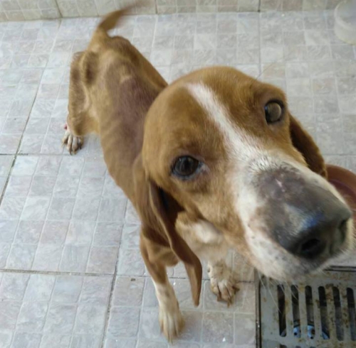 &Beta;&rho;έ&theta;&eta;&kappa;&epsilon; &kappa;&alpha;&phi;έ &theta;&eta;&lambda;&upsilon;&kappa;ό&sigmaf; &sigma;&kappa;ύ&lambda;&omicron;&sigmaf;, &Pi;&epsilon;&rho;&iota;&sigma;&tau;έ&rho;&iota;