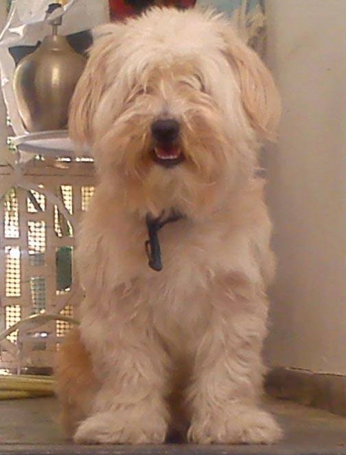 Βρέθηκε αρσενικό Μαλτέζ, Λυκαβηττός