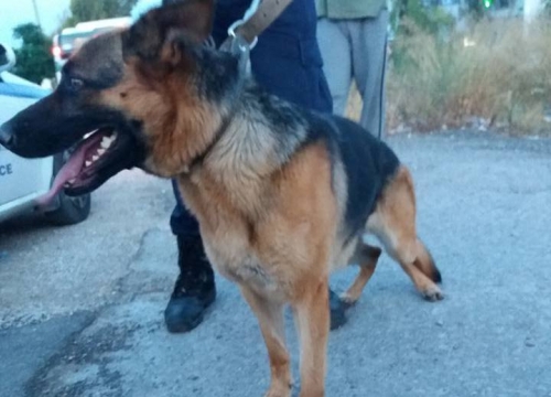 Βρέθηκε θηλυκό Λυκόσκυλο, Μενίδι