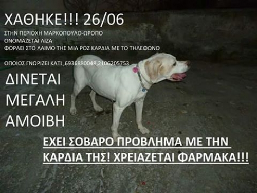 Χάθηκε λευκός σκύλος, Μαρκόπουλο Ωροπού