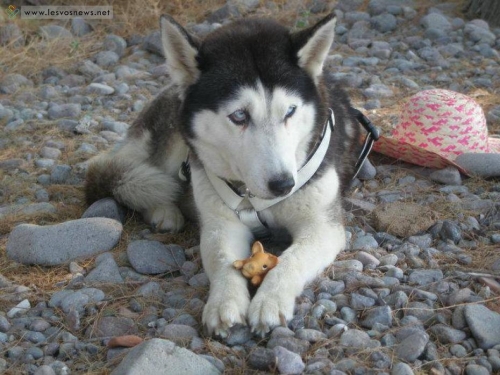 &Chi;ά&theta;&eta;&kappa;&epsilon; &theta;&eta;&lambda;&upsilon;&kappa;ό &Chi;ά&sigma;&kappa;&upsilon;