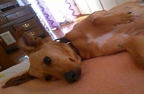 &Chi;ά&theta;&eta;&kappa;&epsilon; &kappa;&alpha;&phi;&epsilon;&tau;&iota; &sigma;&kappa;&upsilon;&lambda;ά&kappa;&iota;