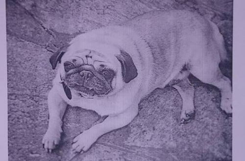 &Chi;ά&theta;&eta;&kappa;&epsilon; &Sigma;&kappa;ύ&lambda;&omicron;&sigmaf;, &alpha;&rho;&sigma;&epsilon;&nu;&iota;&kappa;ό PUG, &Gamma;&alpha;&lambda;ή&nu;&eta; &Omega;&rho;&alpha;&iota;&omicron;&kappa;ά&sigma;&tau;&rho;&omicron;&upsilon;