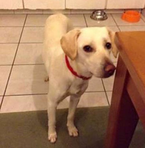 &Chi;ά&theta;&eta;&kappa;&epsilon; &lambda;&epsilon;&upsilon;&kappa;ό &Lambda;ά&mu;&pi;&rho;&alpha;&nu;&tau;&omicron;&rho;