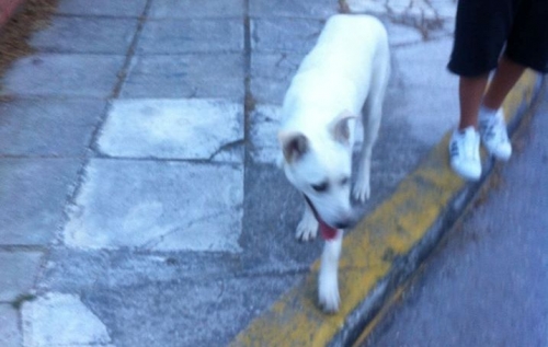 &Beta;&rho;έ&theta;&eta;&kappa;&epsilon; ά&sigma;&pi;&rho;&omicron; &Lambda;&upsilon;&kappa;ό&sigma;&kappa;&upsilon;&lambda;&omicron;, &Nu;έ&alpha; &Phi;&iota;&lambda;&alpha;&delta;έ&lambda;&phi;&epsilon;&iota;&alpha;