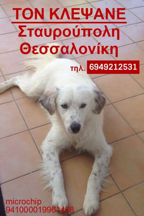 Κλάπηκε λευκός σκύλος, Σταυρούπολη