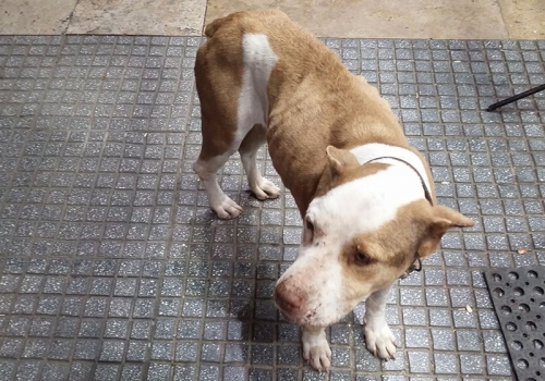 Βρέθηκε θηλυκός σκύλος, Θεσσαλονίκη