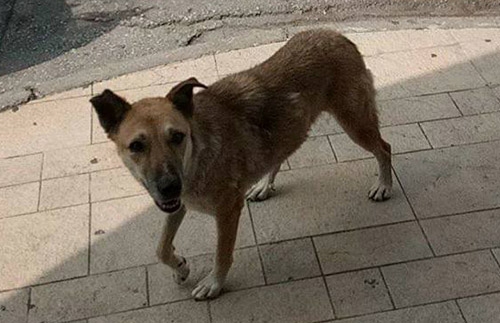 Βρέθηκε σκύλος, Θεσσαλονίκη