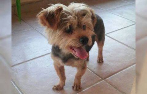 Βρέθηκε Γιορκσάιρ αρσενικό, Μενίδι