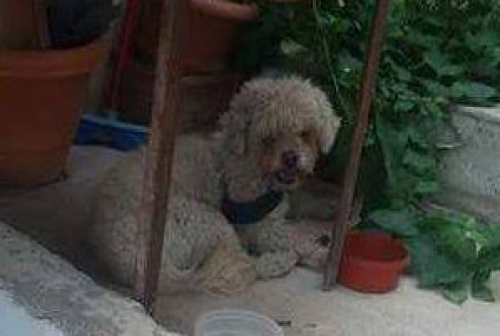 &Beta;&rho;έ&theta;&eta;&kappa;&epsilon; &Kappa;&alpha;&nu;ί&sigmaf;, &Kappa;&alpha;&mu;&alpha;&tau;&epsilon;&rho;ό