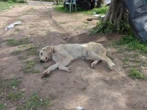 &Beta;&rho;έ&theta;&eta;&kappa;&epsilon;, &mu;ά&lambda;&lambda;&omicron;&nu; &Lambda;ά&mu;&pi;&rho;&alpha;&nu;&tau;&omicron;&rho;