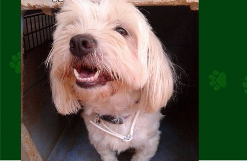 &Beta;&rho;έ&theta;&eta;&kappa;&epsilon; &lambda;&epsilon;&upsilon;&kappa;ό &theta;&eta;&lambda;&upsilon;&kappa;ό &sigma;&kappa;&upsilon;&lambda;ά&kappa;&iota;, &Mu;&alpha;&rho;&kappa;ό&pi;&omicron;&upsilon;&lambda;&omicron;