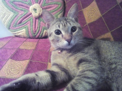 &Beta;&rho;έ&theta;&eta;&kappa;&epsilon; &Gamma;ά&tau;&omicron;&sigmaf; &tau;&iota;&gamma;&rho;έ, &Gamma;&kappa;ύ&zeta;&eta;