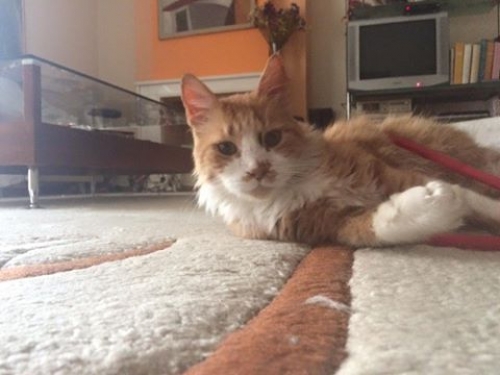 Χάθηκε πορτοκαλί Γάτος, Ν. Κηφισιά