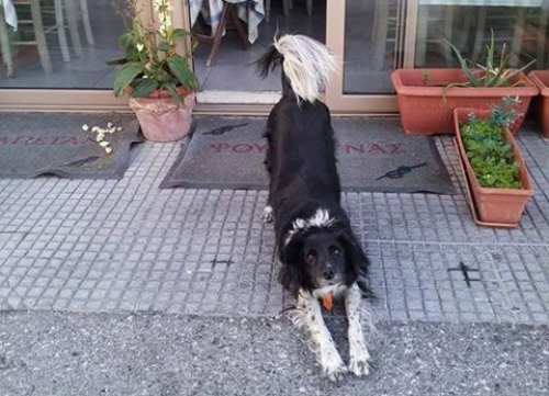 &Chi;ά&theta;&eta;&kappa;&epsilon; &alpha;&sigma;&pi;&rho;ό&mu;&alpha;&upsilon;&rho;&omicron;&sigmaf; &sigma;&kappa;ύ&lambda;&omicron;&sigmaf;, &Nu;έ&omicron;&iota; &Epsilon;&pi;&iota;&beta;ά&tau;&epsilon;&sigmaf; &Theta;&epsilon;&sigma;/&nu;ί&kappa;&eta;&sigmaf;