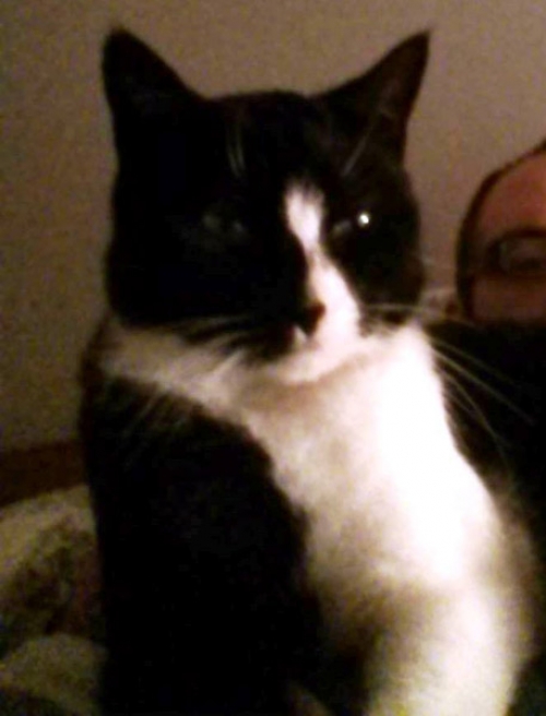 Χάθηκε γάτος, Αγ. Δημήτριος