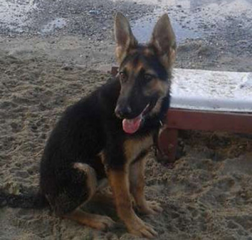 Χάθηκε λυκόσκυλο στο Ηράκλειο