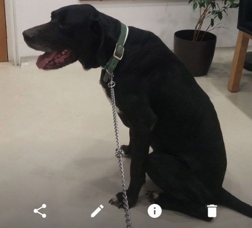 Χάθηκε ημίαιμο Πόϊντερ, Ίλιον