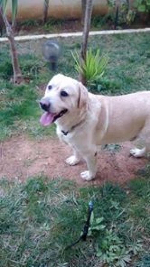 Βρέθηκε λευκό Λάμπραντορ