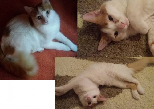 Χάθηκε άσπρος-καφέ γάτος, Αθήνα