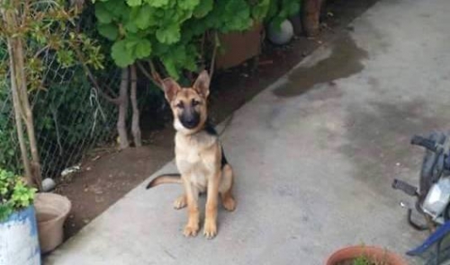 &Chi;ά&theta;&eta;&kappa;&epsilon; &mu;&iota;&kappa;&rho;ό &Lambda;&upsilon;&kappa;ό&sigma;&kappa;&upsilon;&lambda;&omicron;, &Eta;&rho;ά&kappa;&lambda;&epsilon;&iota;&omicron;