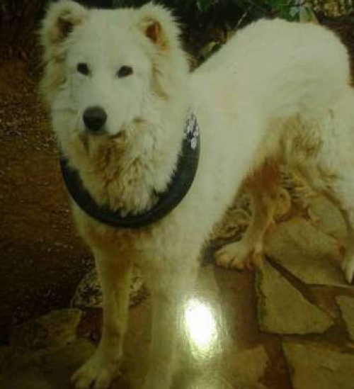 Χάθηκε λευκό σκυλί, Ραφήνα