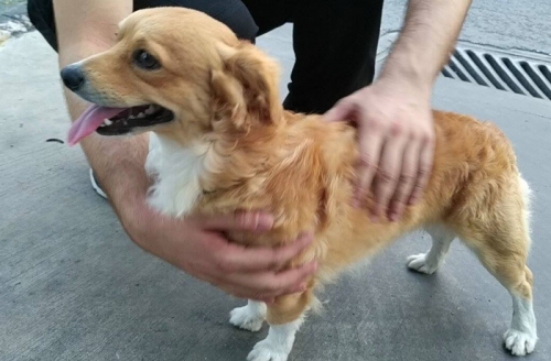 Βρέθηκε άσπρο - καφέ Κοκόνι, Κ. Πατήσια