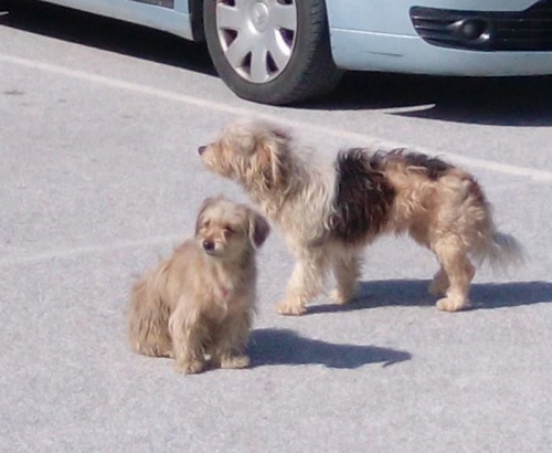 &Beta;&rho;έ&theta;&eta;&kappa;&alpha;&nu; &kappa;&alpha;&nu;&iota;&sigmaf;-&mu;&alpha;&lambda;&tau;&epsilon;&zeta;