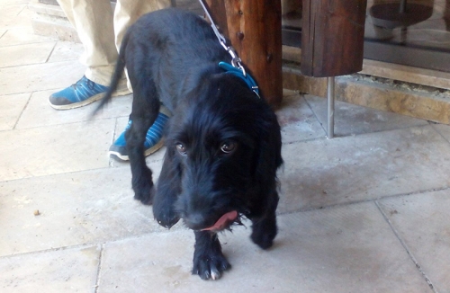 Βρέθηκε Γερμανικό Ντράχτχααρ, Μελισσοχώρι