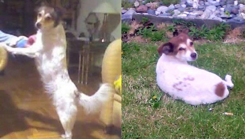 &Chi;ά&theta;&eta;&kappa;&epsilon; ά&sigma;&pi;&rho;&omicron;&sigmaf; &sigma;&kappa;ύ&lambda;&omicron;&sigmaf;, &Theta;&epsilon;&sigma;/&nu;&iota;&kappa;&eta;