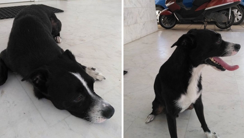 Βρέθηκε μαύρος σκύλος, Εύοσμος